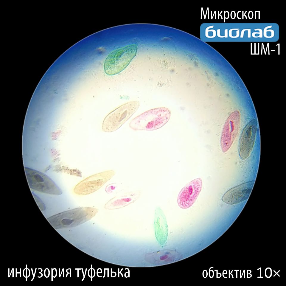 инфузория туфелька при увеличении 10х Увеличение 10х